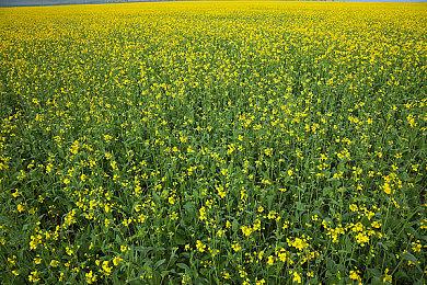 西部数据有望在明年推出22TB机械硬盘 未来计划是30TB容量