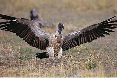 《永劫无间》职业联赛NBPL常规赛第四双周7月14日DAY1赛事