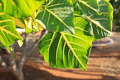 Switch 2021年日本销量530万台 PS5销量是Xbox 10倍